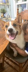 Lost Male Dog last seen Apple mountain lake, Apple Mountain Lake, VA 22642