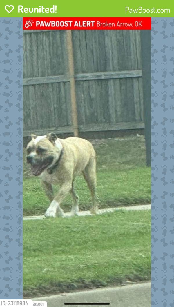 Reunited Male Dog last seen 101st and Elm, Broken Arrow, OK 74012