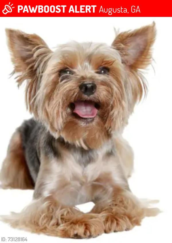 Lost Male Dog last seen Lynda Drive, Augusta, GA 30906