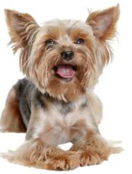Lost Male Dog last seen Lynda Drive, Augusta, GA 30906