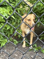 Found/Stray Unknown Dog last seen Newark blvd, Newark, CA 94560