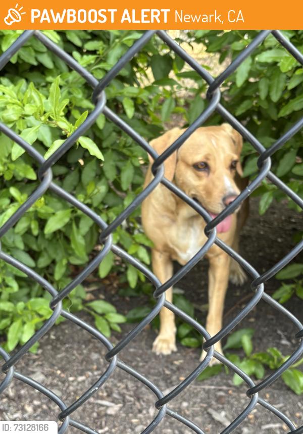 Found/Stray Unknown Dog last seen Newark blvd, Newark, CA 94560