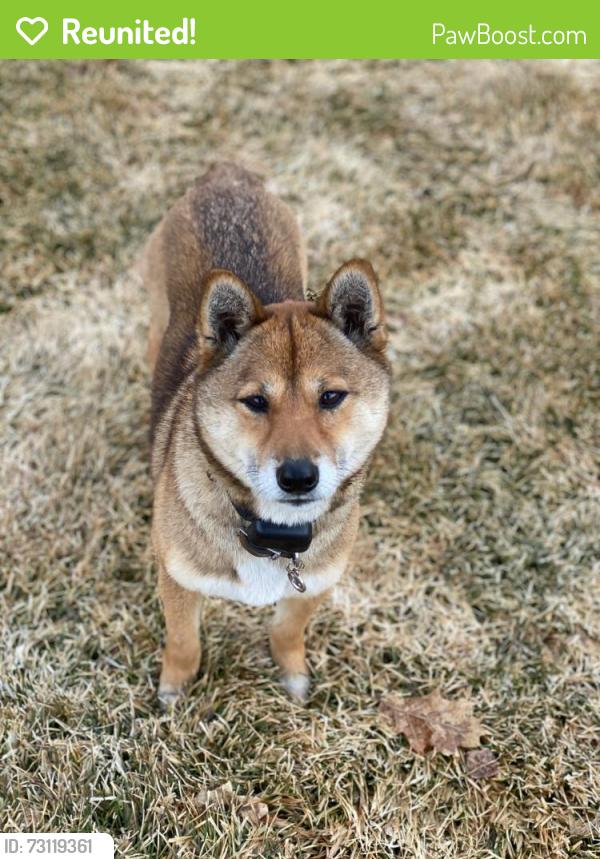 Reunited Female Dog last seen Highway 40 and River Road, Mayflower Mountain, UT 84032