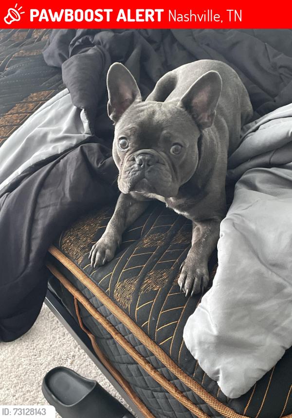 Lost Male Dog last seen Zermatt ave 37211, Nashville, TN 37013