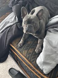 Lost Male Dog last seen Zermatt ave 37211, Nashville, TN 37013