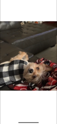 Reunited Male Dog last seen White Caps, Pleasant Prairie, WI 53158
