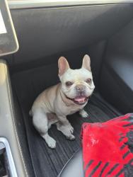 Reunited Male Dog last seen S Indiana St & Water St, Anaheim, CA 92805