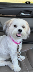 Lost Female Dog last seen Knox McRae in Mount Vernon, Titusville, FL 32780
