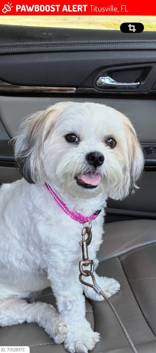 Lost Female Dog last seen Knox McRae in Mount Vernon, Titusville, FL 32780