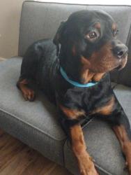Lost Female Dog last seen 7th and Glendale, Lawton, OK 73507