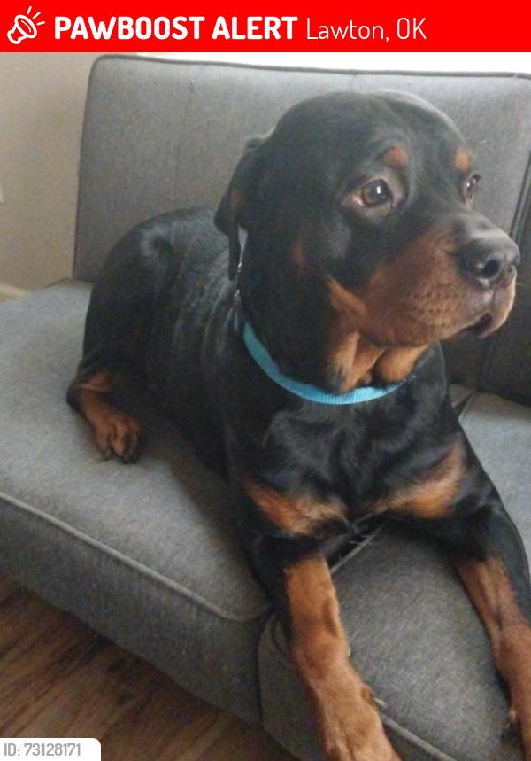 Lost Female Dog last seen 7th and Glendale, Lawton, OK 73507