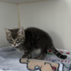 Shelter Stray Female Cat last seen Near E 8th St, Oakland, CA, 1101 29th Ave, Oakland, CA 94601, USA
