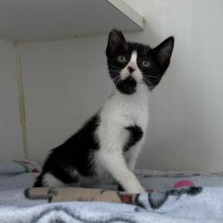 Shelter Stray Female Cat last seen Near Chapman, Oakland, CA, 1101 29th Ave, Oakland, CA 94601, USA