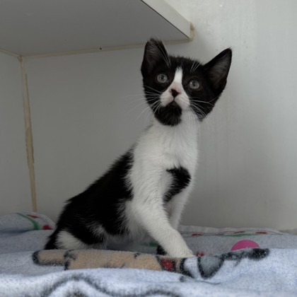 Shelter Stray Female Cat last seen Near Chapman, Oakland, CA, 1101 29th Ave, Oakland, CA 94601, USA