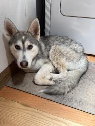 Found/Stray Male Dog last seen Claiborne Ave E Beaumont, CA 92223 United States, Beaumont, CA 92223