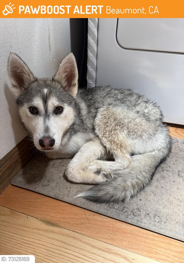 Found/Stray Male Dog last seen Claiborne Ave E Beaumont, CA 92223 United States, Beaumont, CA 92223