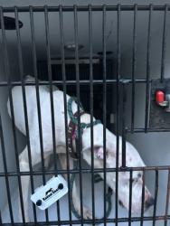 Shelter Stray Female Dog last seen Near baker road nw, Atlanta, GA, 1251 Fulton Industrial Blvd NW, Atlanta, GA 30336, USA