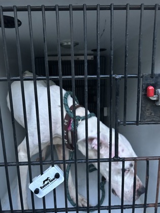 Shelter Stray Female Dog last seen Near baker road nw, Atlanta, GA, 1251 Fulton Industrial Blvd NW, Atlanta, GA 30336, USA