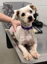 Shelter Stray Female Dog last seen 86th and Bristol Ave, 64138, MO, 7077 Elmwood Ave, Kansas City, MO 64132, USA