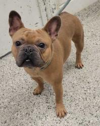 Shelter Stray Male Dog last seen Near NW 82nd St, 64151, MO, 7077 Elmwood Ave, Kansas City, MO 64132, USA