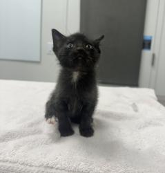 Shelter Stray Male Cat last seen E 7th St & Paseo Blvd, Kansas City,Missouri, 64106, 64106, MO, 7077 Elmwood Ave, Kansas City, MO 64132, USA