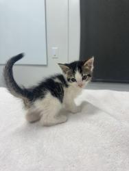 Shelter Stray Male Cat last seen E 7th St & Paseo Blvd, Kansas City,Missouri, 64106, 64106, MO, 7077 Elmwood Ave, Kansas City, MO 64132, USA
