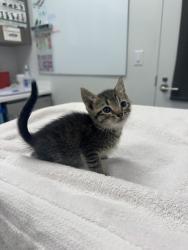 Shelter Stray Male Cat last seen E 7th St & Paseo Blvd, Kansas City,Missouri, 64106, 64106, MO, 7077 Elmwood Ave, Kansas City, MO 64132, USA