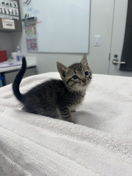 Shelter Stray Male Cat last seen E 7th St & Paseo Blvd, Kansas City,Missouri, 64106, 64106, MO, 7077 Elmwood Ave, Kansas City, MO 64132, USA