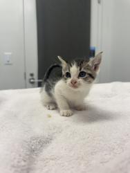 Shelter Stray Female Cat last seen E 7th St & Paseo Blvd, Kansas City,Missouri, 64106, 64106, MO, 7077 Elmwood Ave, Kansas City, MO 64132, USA
