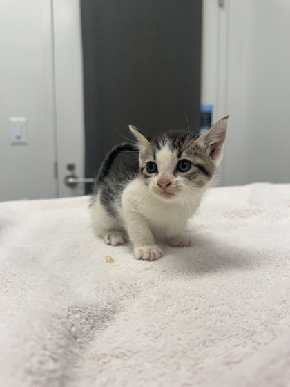 Shelter Stray Female Cat last seen E 7th St & Paseo Blvd, Kansas City,Missouri, 64106, 64106, MO, 7077 Elmwood Ave, Kansas City, MO 64132, USA