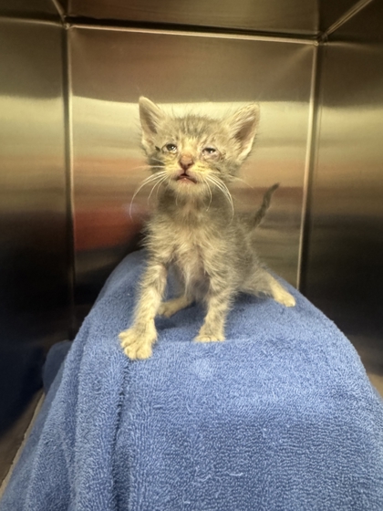 Shelter Stray Male Cat last seen E 7th St & Paseo Blvd, Kansas City,Missouri, 64106, 64106, MO, 7077 Elmwood Ave, Kansas City, MO 64132, USA
