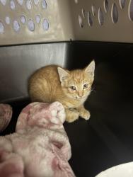 Shelter Stray Male Cat last seen Near Gregory Blvd, 64132, MO, 7077 Elmwood Ave, Kansas City, MO 64132, USA