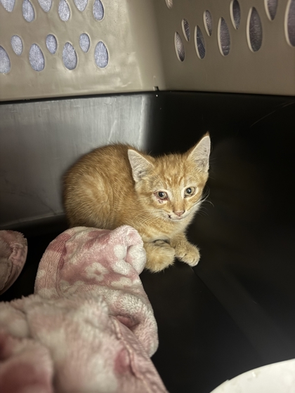 Shelter Stray Male Cat last seen Near Gregory Blvd, 64132, MO, 7077 Elmwood Ave, Kansas City, MO 64132, USA