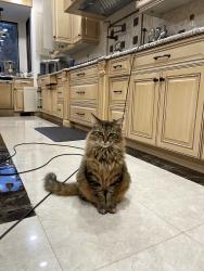 Reunited Male Cat last seen Woodward Ave and Long Lake Rd, Bloomfield Hills, MI 48304