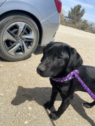 Lost Female Dog last seen Sheep creek and duncan, Phelan, CA 92371