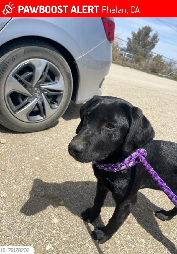 Lost Female Dog last seen Sheep creek and duncan, Phelan, CA 92371