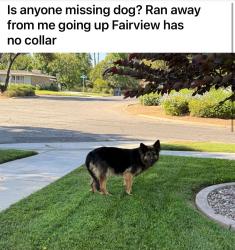 Found/Stray Unknown Dog last seen Fairview and Elsinore, Riverside, CA 92506