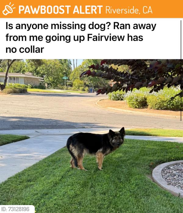 Found/Stray Unknown Dog last seen Fairview and Elsinore, Riverside, CA 92506