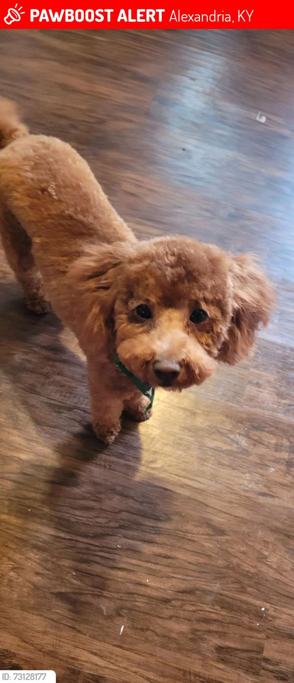 Lost Male Dog last seen Baneberry Ln Alexandria, KY, Alexandria, KY 41001