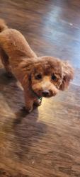 Lost Male Dog last seen Baneberry Ln Alexandria, KY, Alexandria, KY 41001