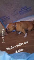 Reunited Male Dog last seen 8th and Payne st, Jacksonville, FL 32209