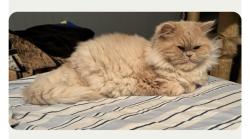 Reunited Female Cat last seen Capri Drive, Philadelphia, PA 19145