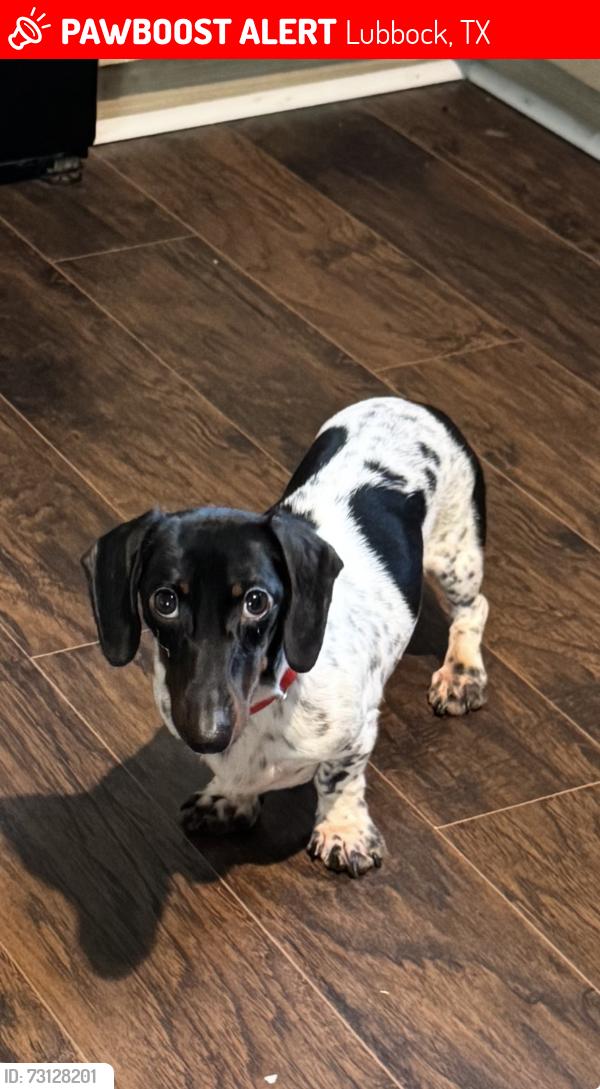 Lost Male Dog last seen 51st Ave L, Lubbock, TX 79404