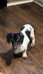 Lost Male Dog last seen 51st Ave L, Lubbock, TX 79404