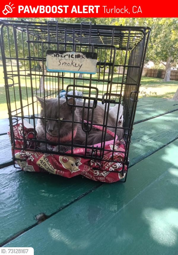 Lost Female Cat last seen Grant Ave., Turlock, CA 95380