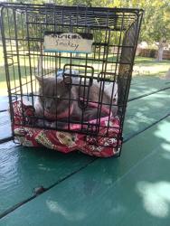 Lost Female Cat last seen Grant Ave., Turlock, CA 95380