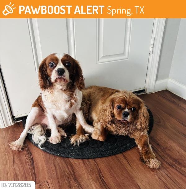 Found/Stray Male Dog last seen Hirschfield rd, Spring, TX 77373