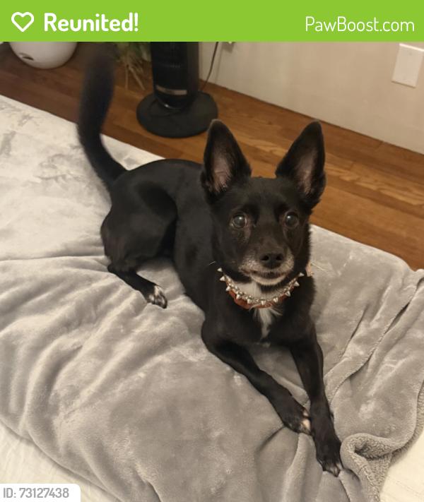 Reunited Female Dog last seen mile of cars national city, National City, CA 91950