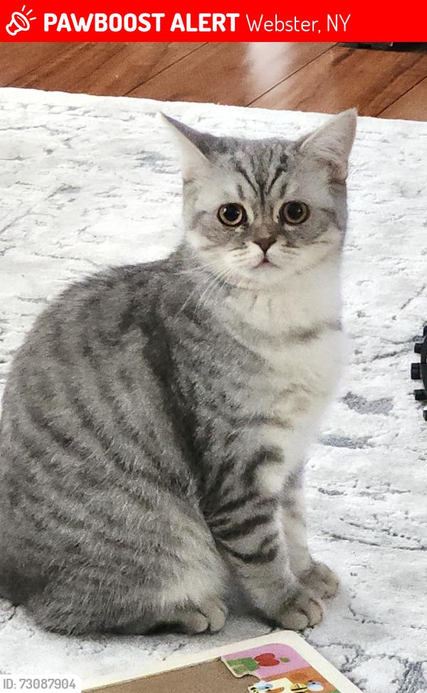 Lost Female Cat last seen Krieger Rd & Phillips Rd, Webster, NY 14580