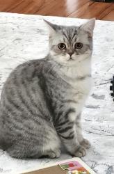 Lost Female Cat last seen Krieger Rd & Phillips Rd, Webster, NY 14580